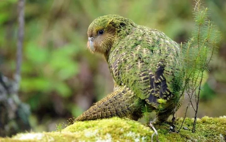 El kakapo un curioso loro gigante