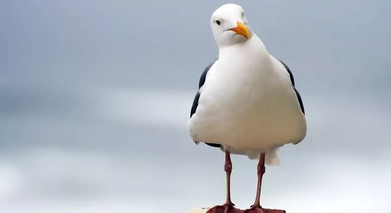 Fotos de las Laridae o Gaviota