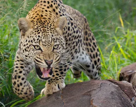 Panthera pardus o Leopardo