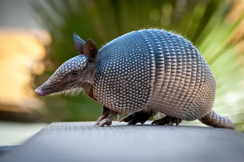 Todo lo que necesita saber sobre el armadillo