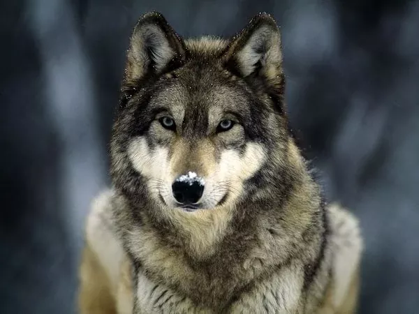 Conociendo al lobo: historia, hábitat y conservación
