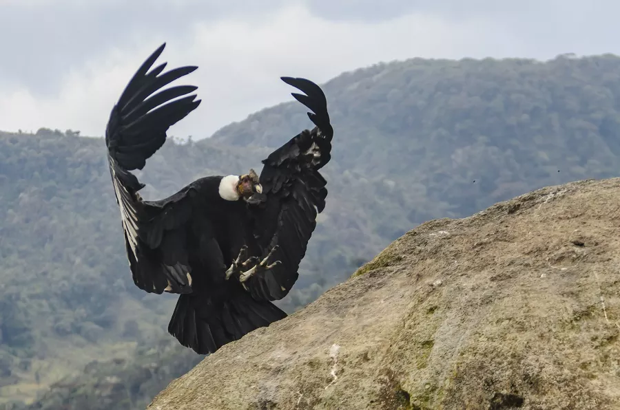 Cóndor de los Andes