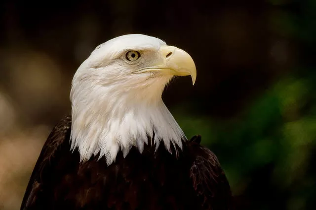 La impresionante águila calva