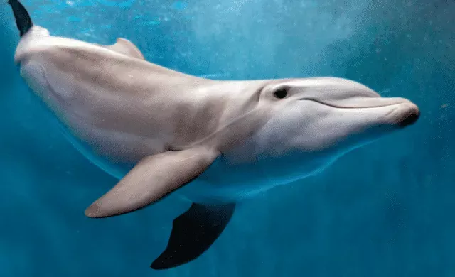 Conoce todo sobre los Delfines