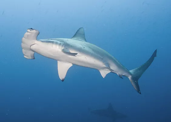 Conociendo al Tiburón Martillo