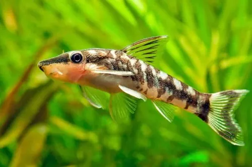 El Otocinclus Affinis el limpiador de acuario perfecto