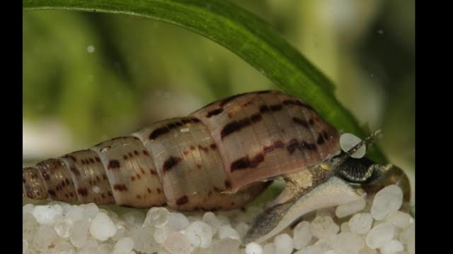 Caracol Melanoides Tuberculata