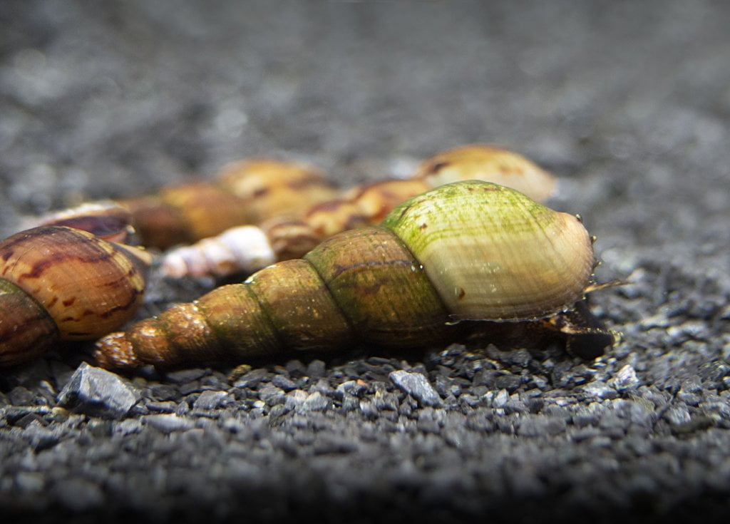 Caracol Melanoides Tuberculata