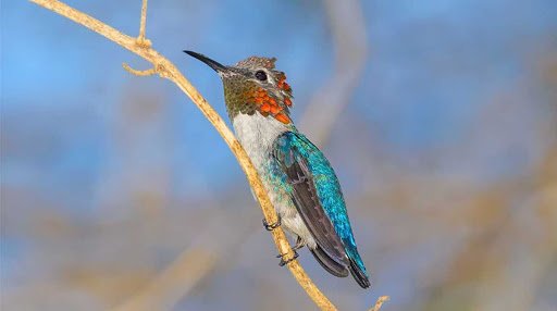 Pajaritos chiquitos en imágenes