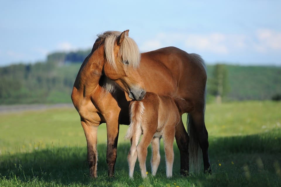 Caballos y potros