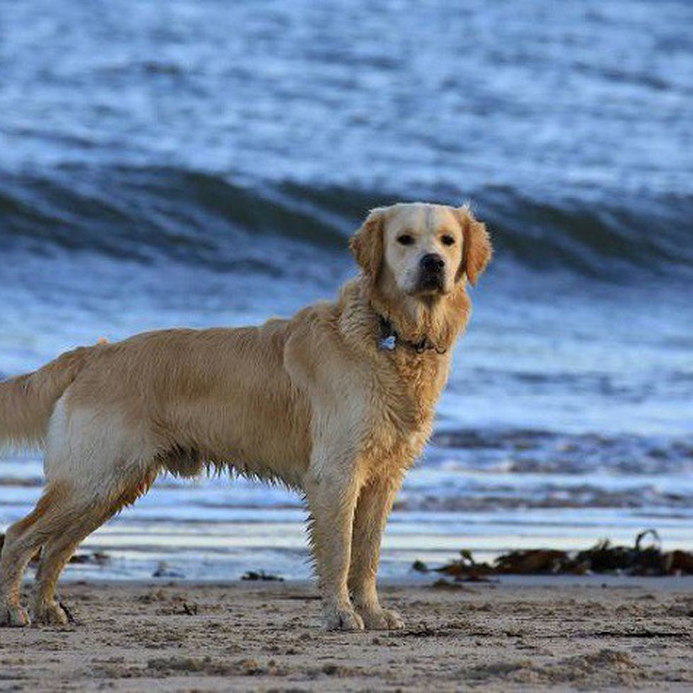 Canis lupus familiaris o Perro