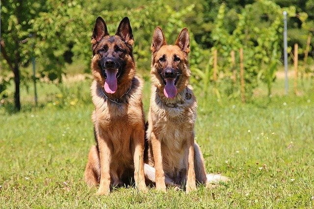 Canis lupus familiaris o Perro