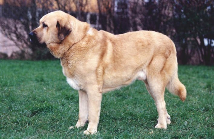 Canis lupus familiaris o Perro