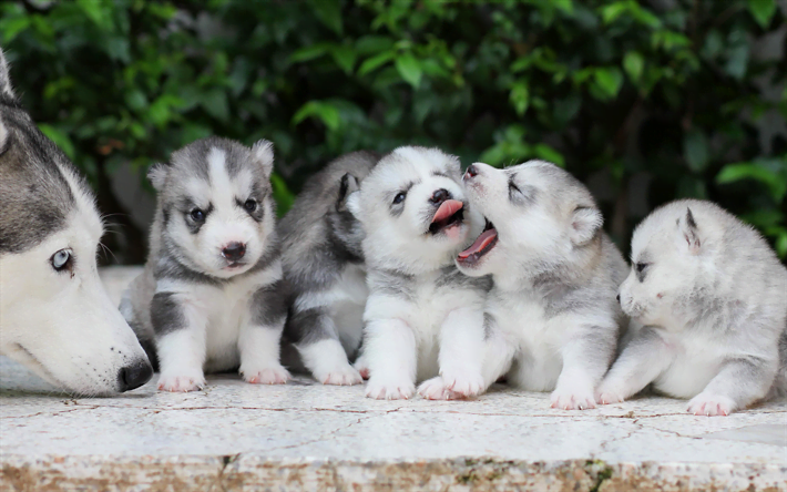 Canis lupus familiaris o Perro