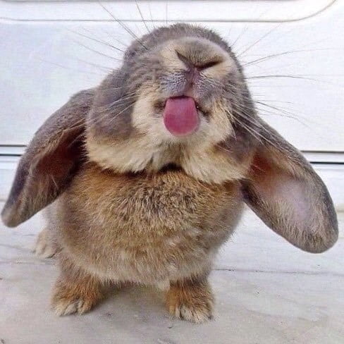 Conejo sacando la lengua