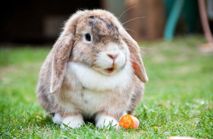 Conejo una historia del conejo común