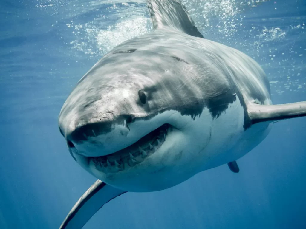 Todo lo que necesitas saber sobre el Tiburón