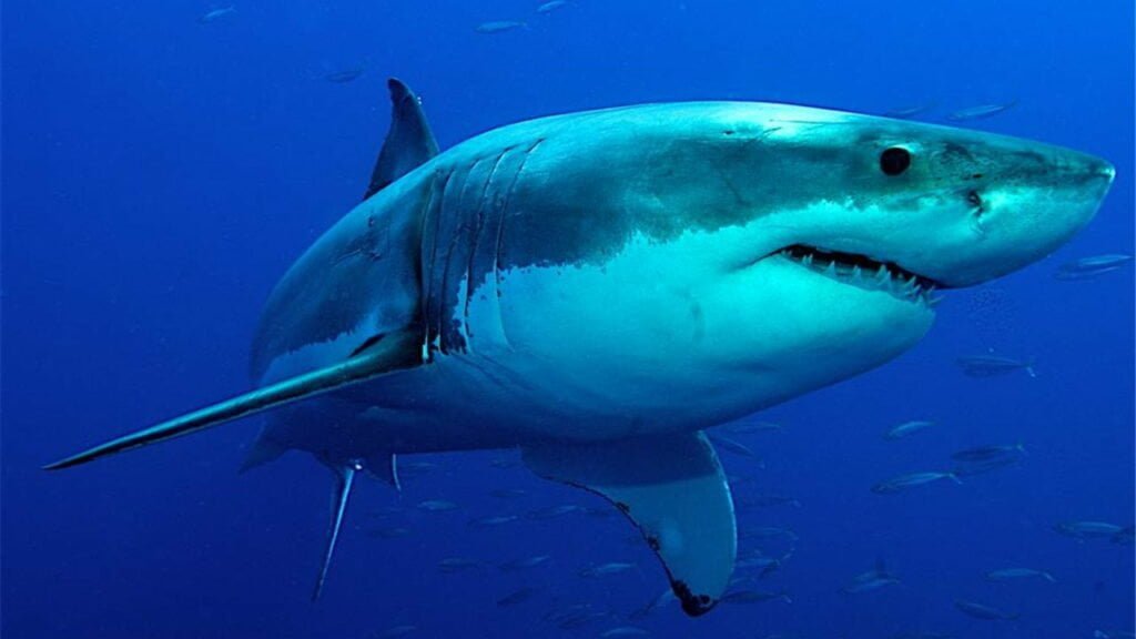 Todo lo que necesitas saber sobre el Tiburón