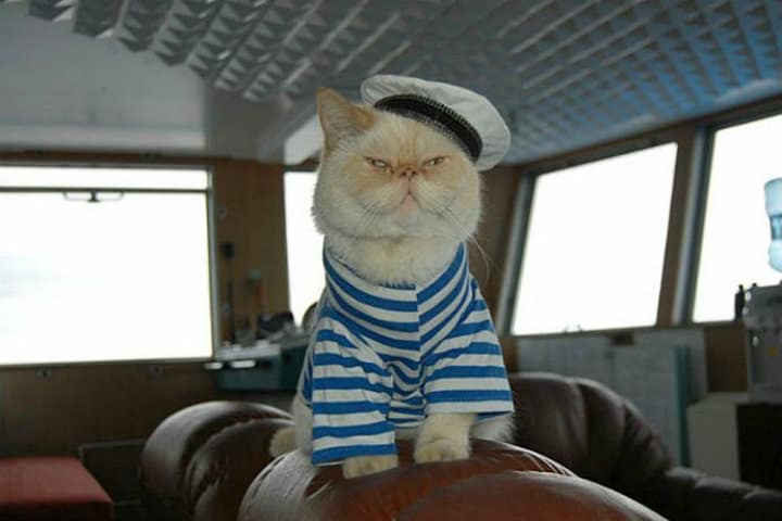 El gato capitán