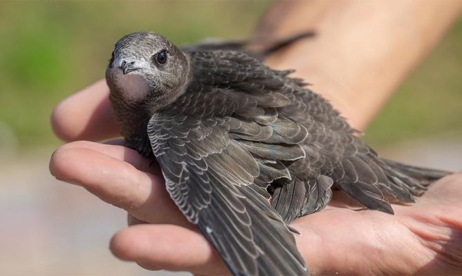 El vencejo una ave rapaz en la palma de tu mano