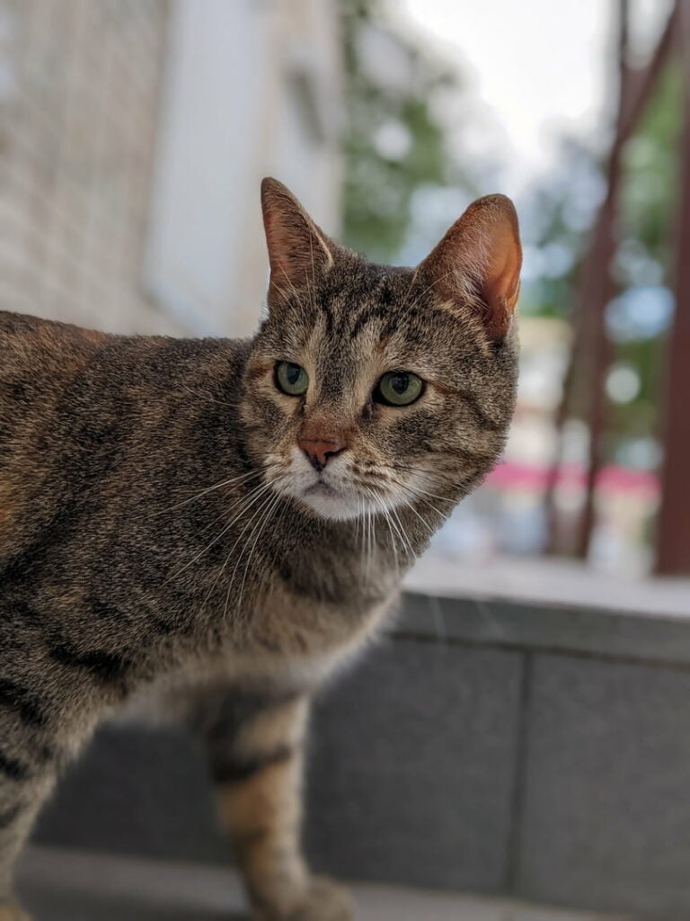 Este post va de gatos