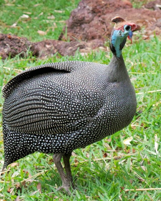 Gallina de Guinea