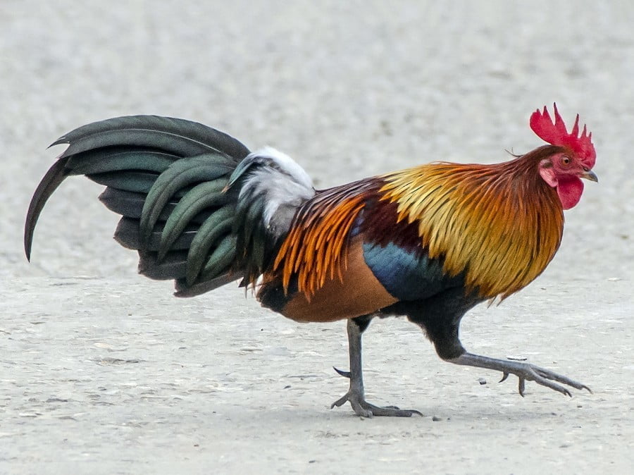 Gallus gallus es el nombre científico para el pollo doméstico