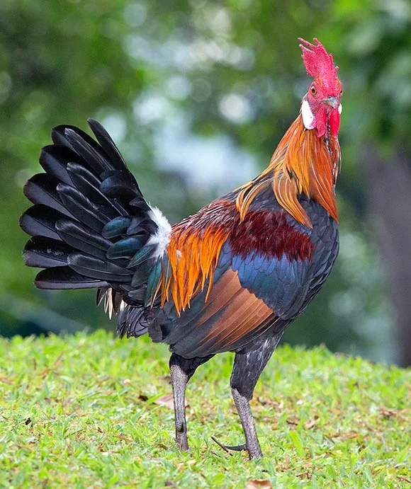 Gallus gallus es el nombre científico para el pollo doméstico