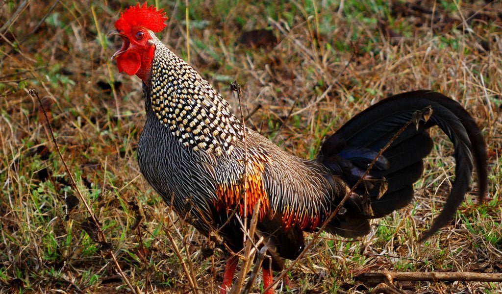 Gallus gallus es el nombre científico para el pollo doméstico