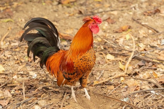 Gallus gallus es el nombre científico para el pollo doméstico