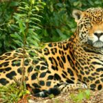 Jaguar o Pantera Onca
