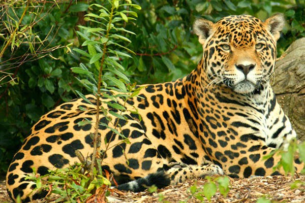 Jaguar o Pantera Onca