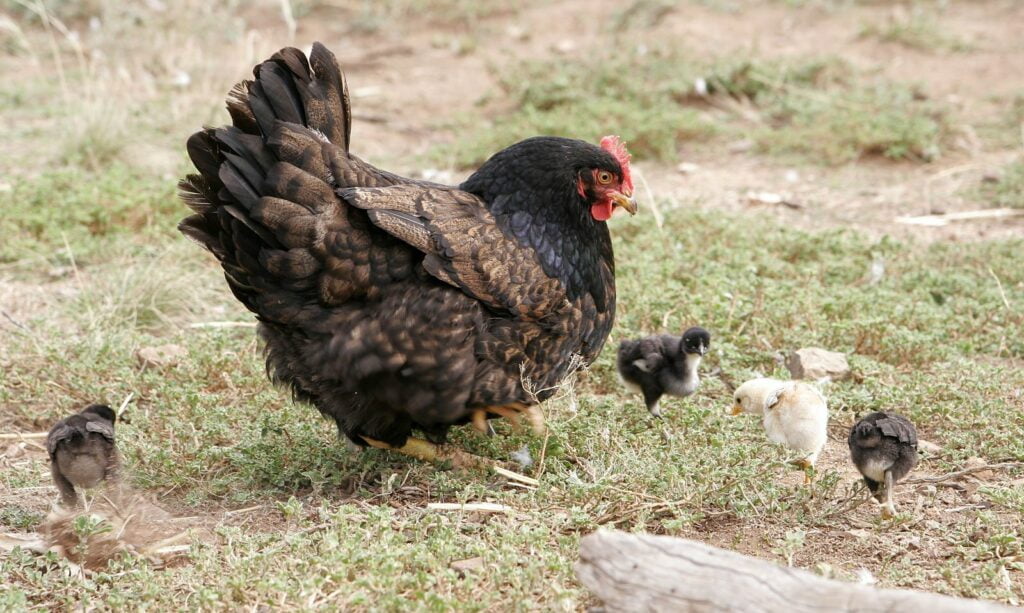 La gallina domestica