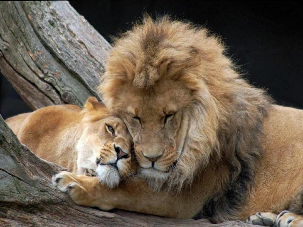 Leon o Panthera leo
