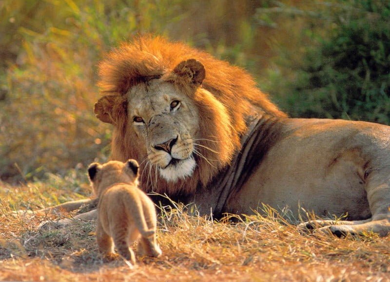 Leon o Panthera leo
