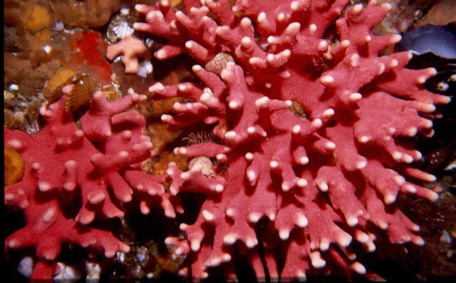 Noble Coral