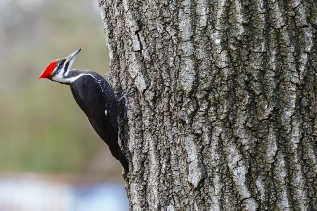 El Pájaro Carpintero es un ave de la familia de los Picidae