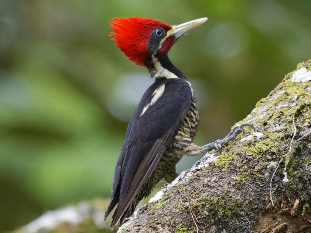 El Pájaro Carpintero es un ave de la familia de los Picidae