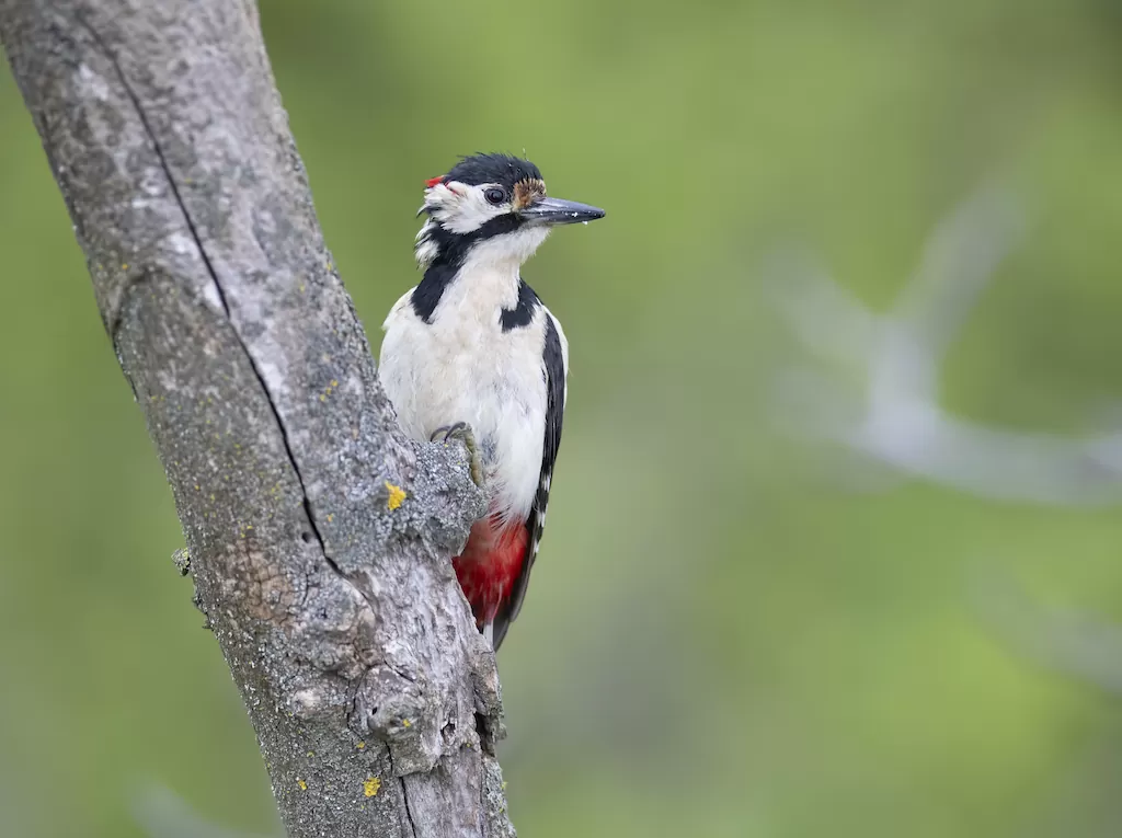 El Pájaro Carpintero es un ave de la familia de los Picidae