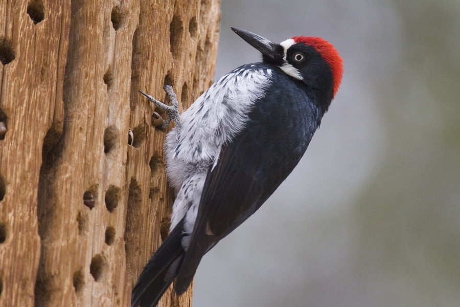 El Pájaro Carpintero es un ave de la familia de los Picidae