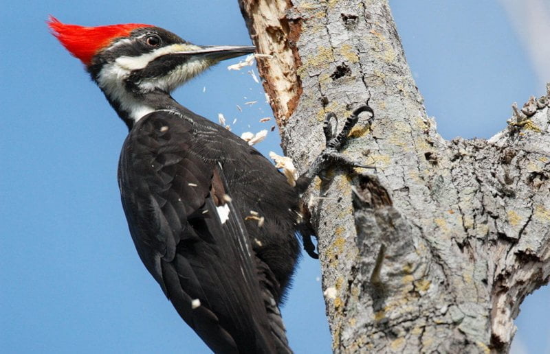 Pájaro carpintero