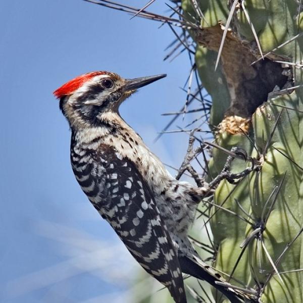 El Pájaro Carpintero es un ave de la familia de los Picidae