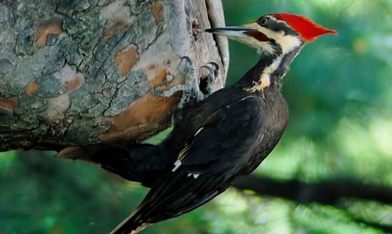 El Pájaro Carpintero es un ave de la familia de los Picidae