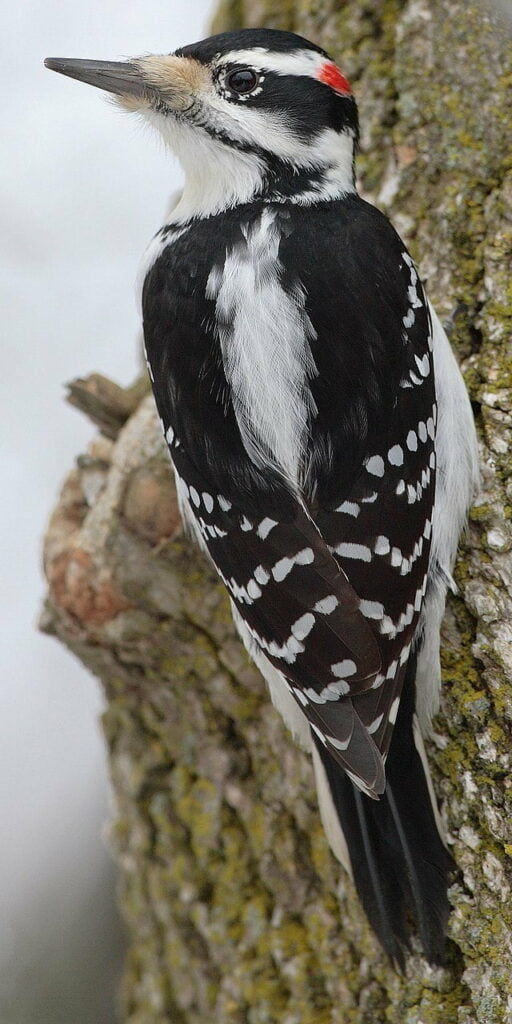 El Pájaro Carpintero es un ave de la familia de los Picidae