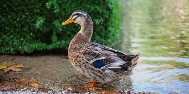 Pato como animal de compañía