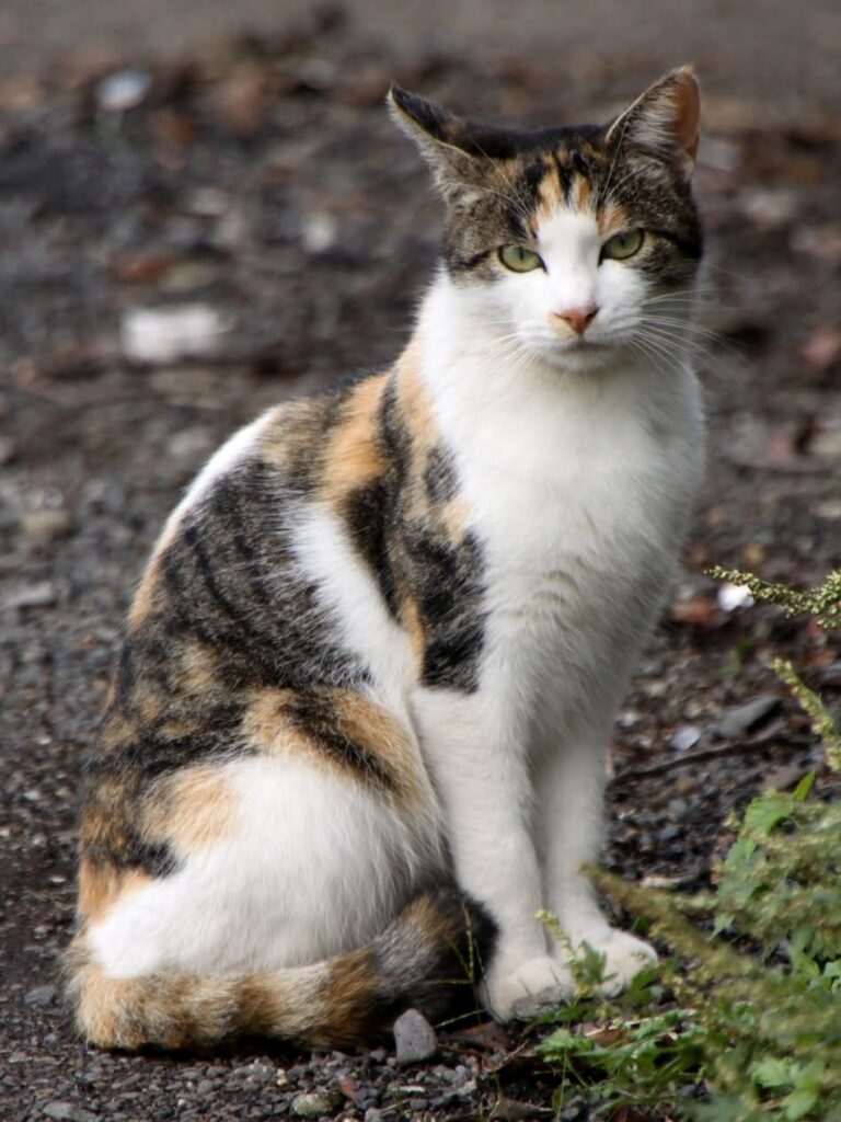 Los Gatos y sus orígenes