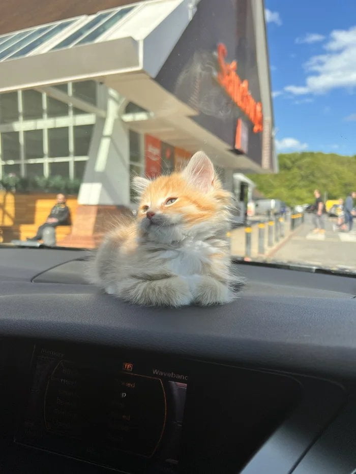 Los Gatos y sus orígenes