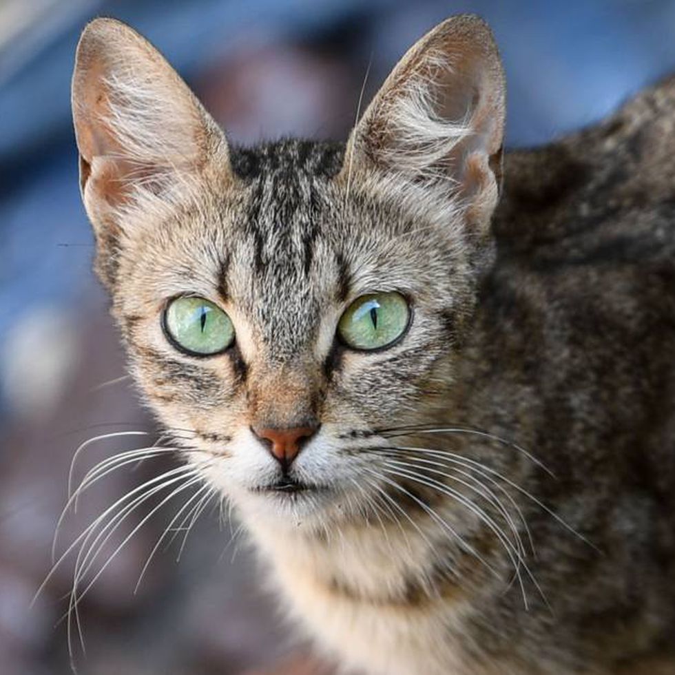 los gatos y sus orígenes