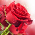 Rosas y rosaledas y otras bellezas