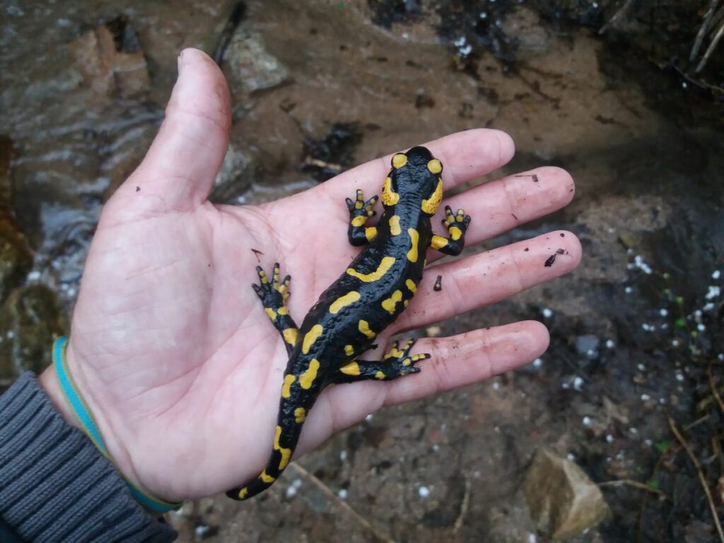 Las salamandras, un animal relacionado con la mitología